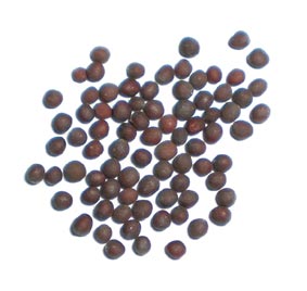 Black Mustard Seed or Rai